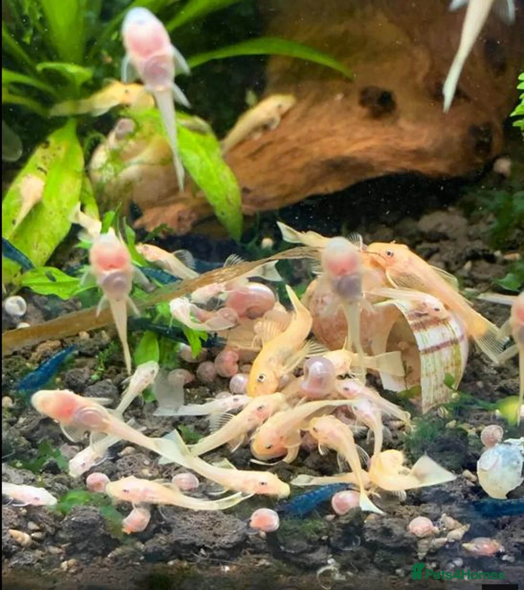 Catfish fish for sale: albino bristlenose in West Wickham - Advert 1