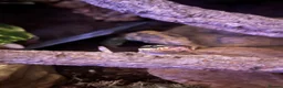 Python Snake reptiles for sale: Enchi Pied royal python  - Advert 5