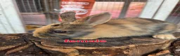 Lionhead rabbits for sale: Lion lops - Advert 4
