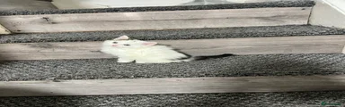 Kitten 2