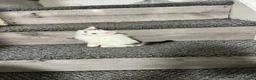 Mixed Breed cats for sale: 3 gorgeous kittens - Advert 7