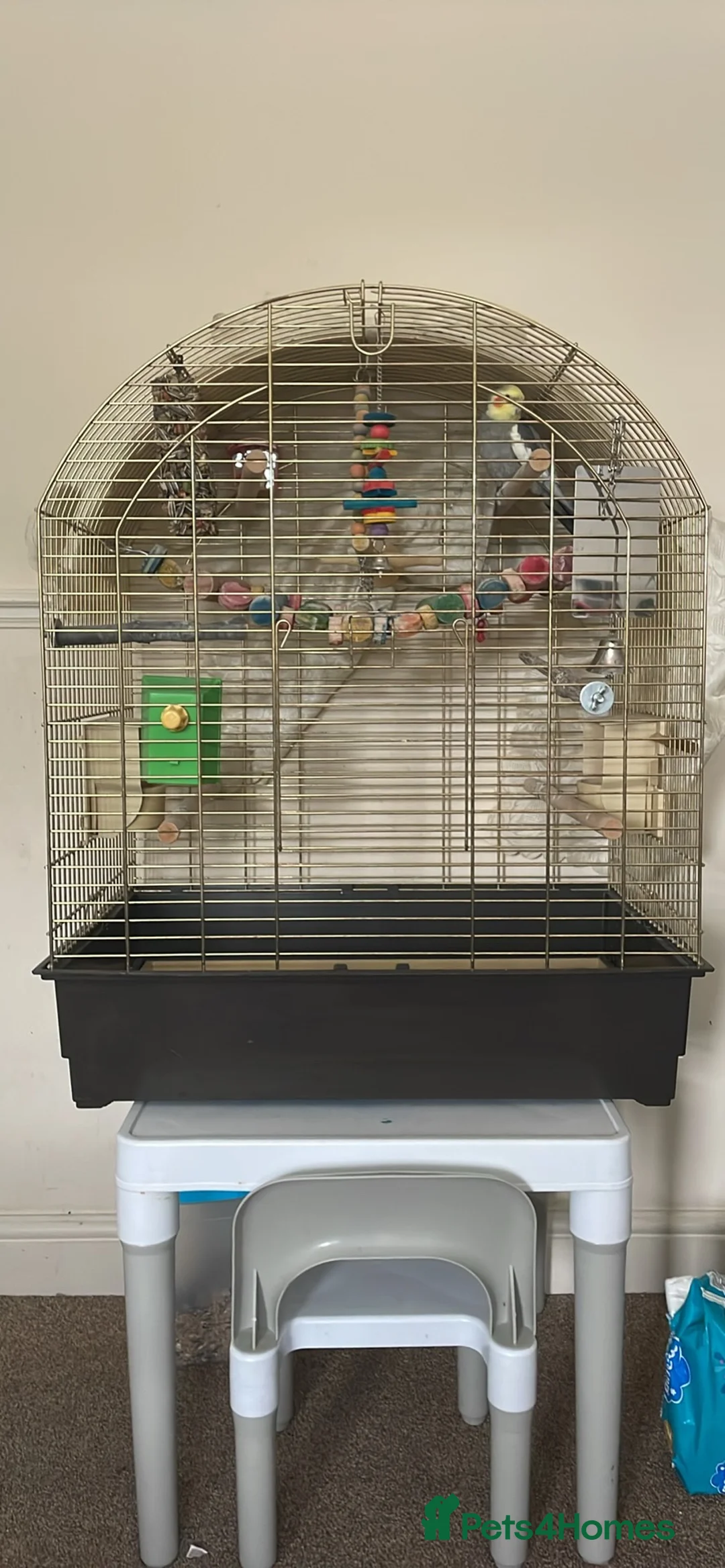 Cockatiels birds for sale: Male cockatiel in Southend-on-Sea - Advert 3