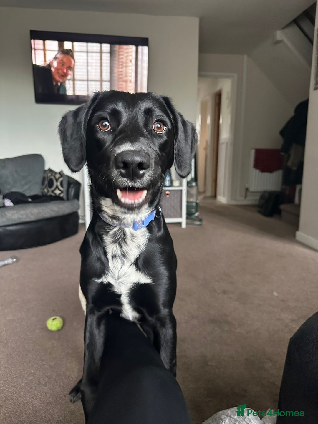 Springador dogs for sale: Mabel  - Advert 2