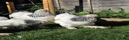Mixed Breed birds for sale: Buff Cochin  - Advert 5
