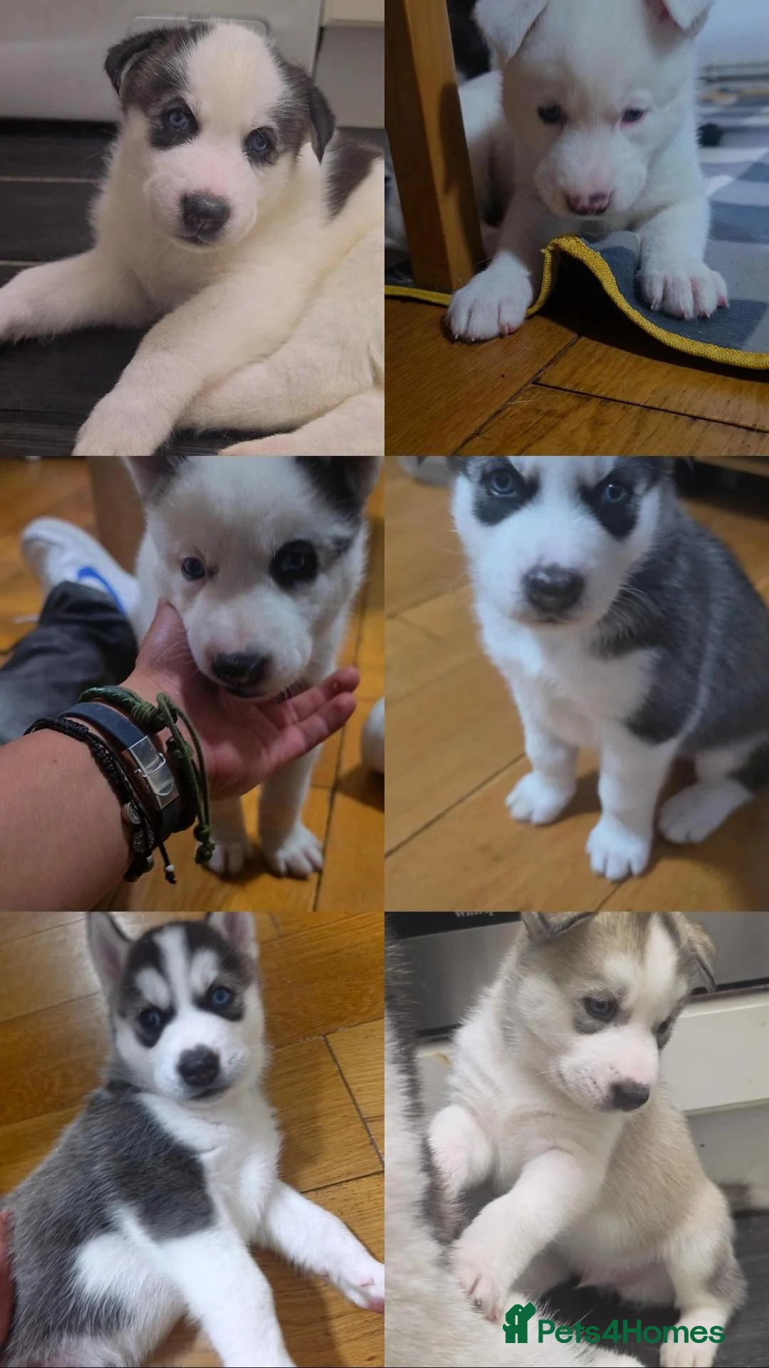 Siberian Husky dogs for sale: Siberian husky 3boys 2girls in London - Advert 13
