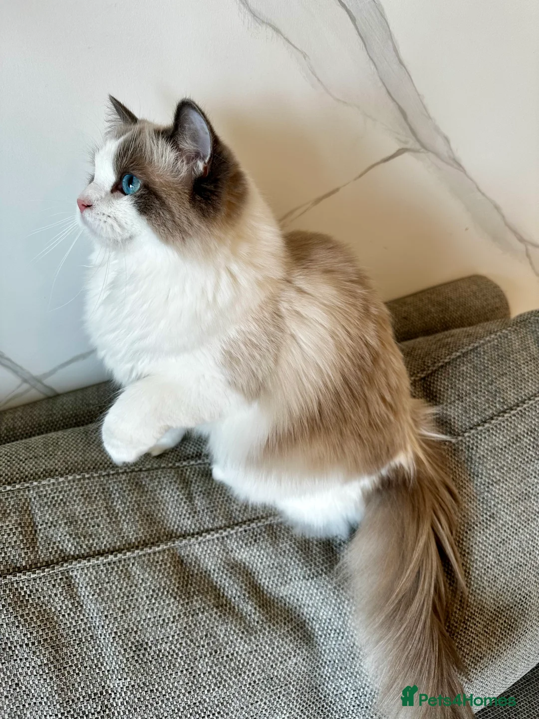 Ragdoll cats for sale:  🩷 Exquisite Active European Ragdoll 🇳🇱  - Advert 11