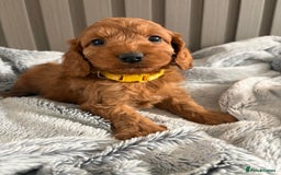 Cockapoo dogs for sale: Health Tested Fox Red Cockapoo  - Image 5