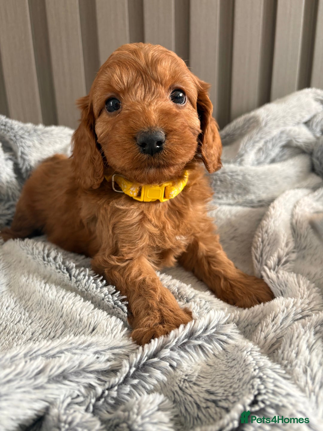Cockapoo dogs for sale: Health Tested Fox Red Cockapoo  - Image 5