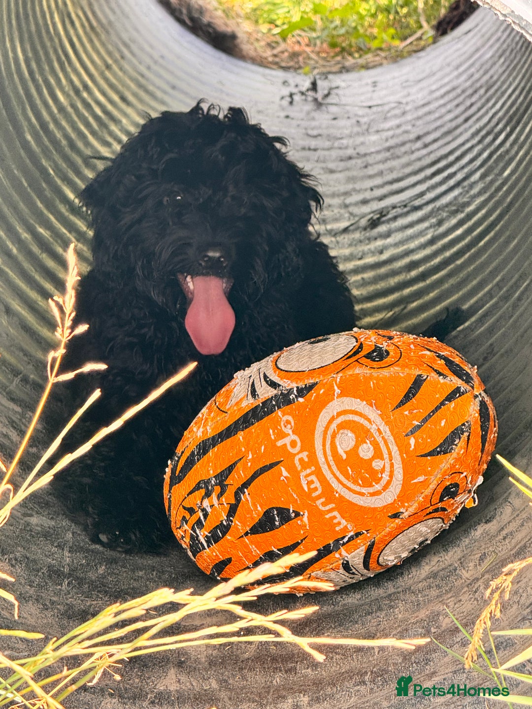 Cockapoo dogs for sale: Ronnie the cockapoo - Image 3