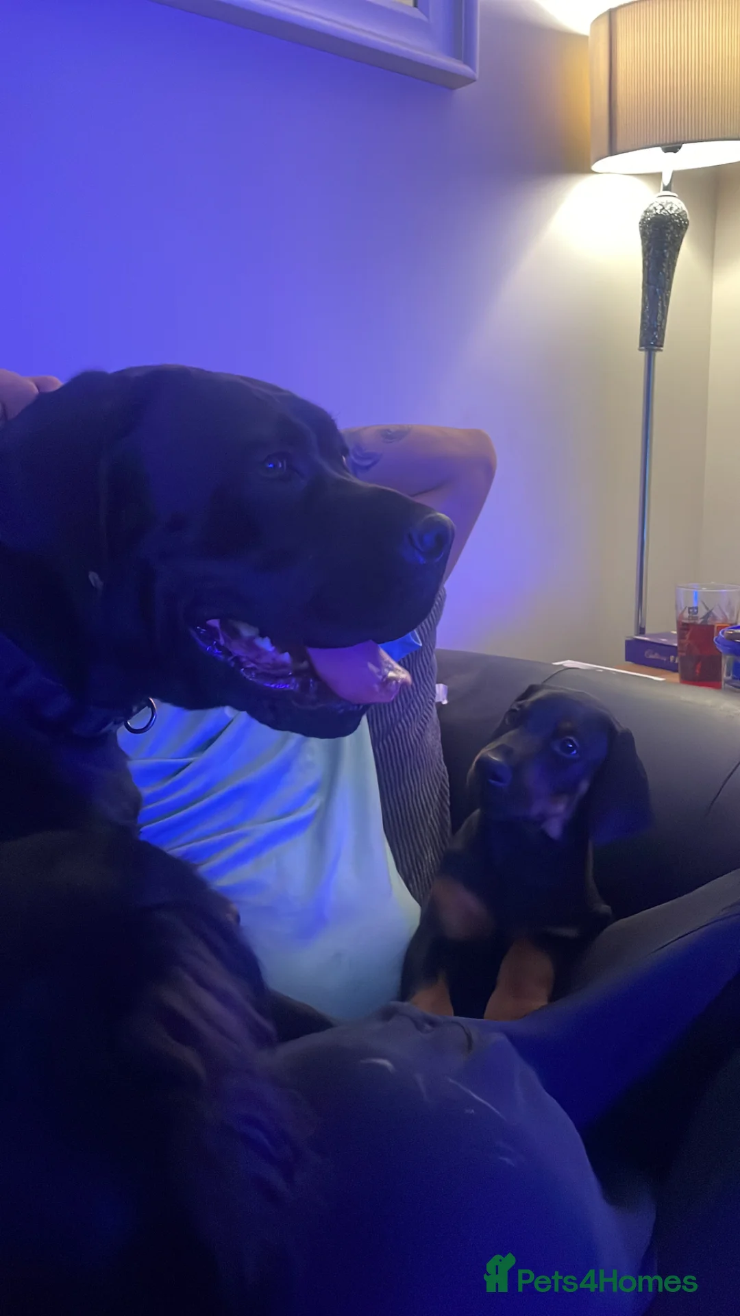 Cane Corso dogs for sale: Came corso bitch - Advert 2