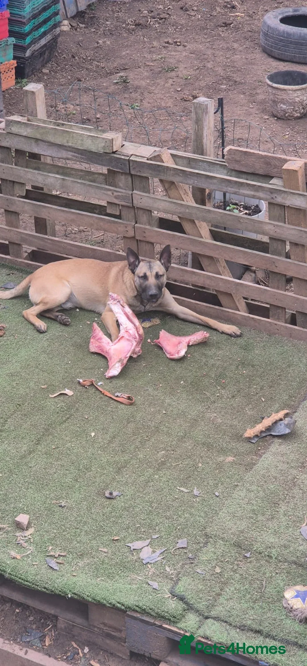 Mixed Breed dogs for sale: GSD X BELGIAN MALI PUPS X - Image 3