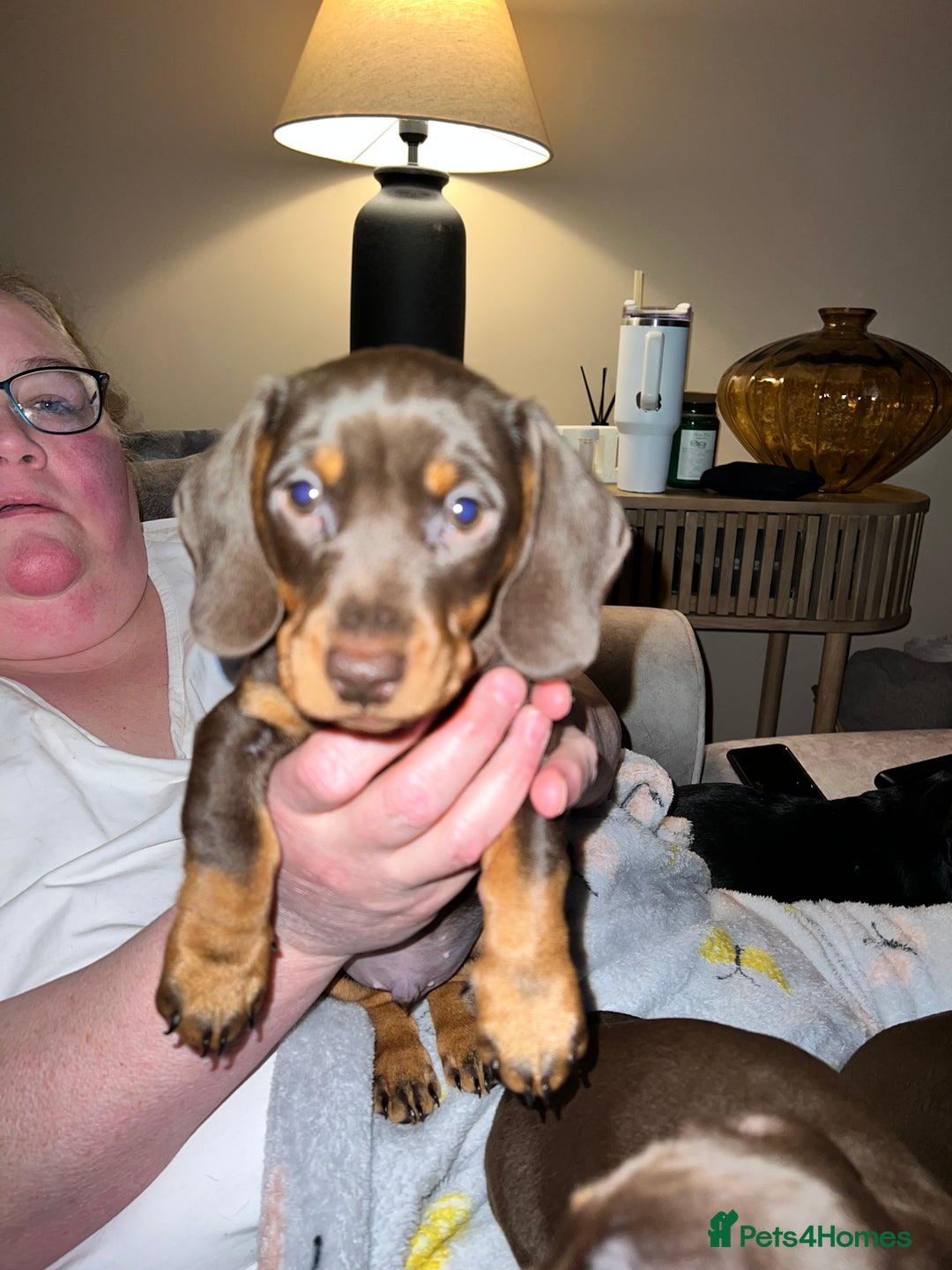 Miniature Dachshund dogs for sale: 2 x male miniature dachshunds   - Advert 3