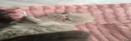 Persian cats for sale: Persian Kittens - Advert 4