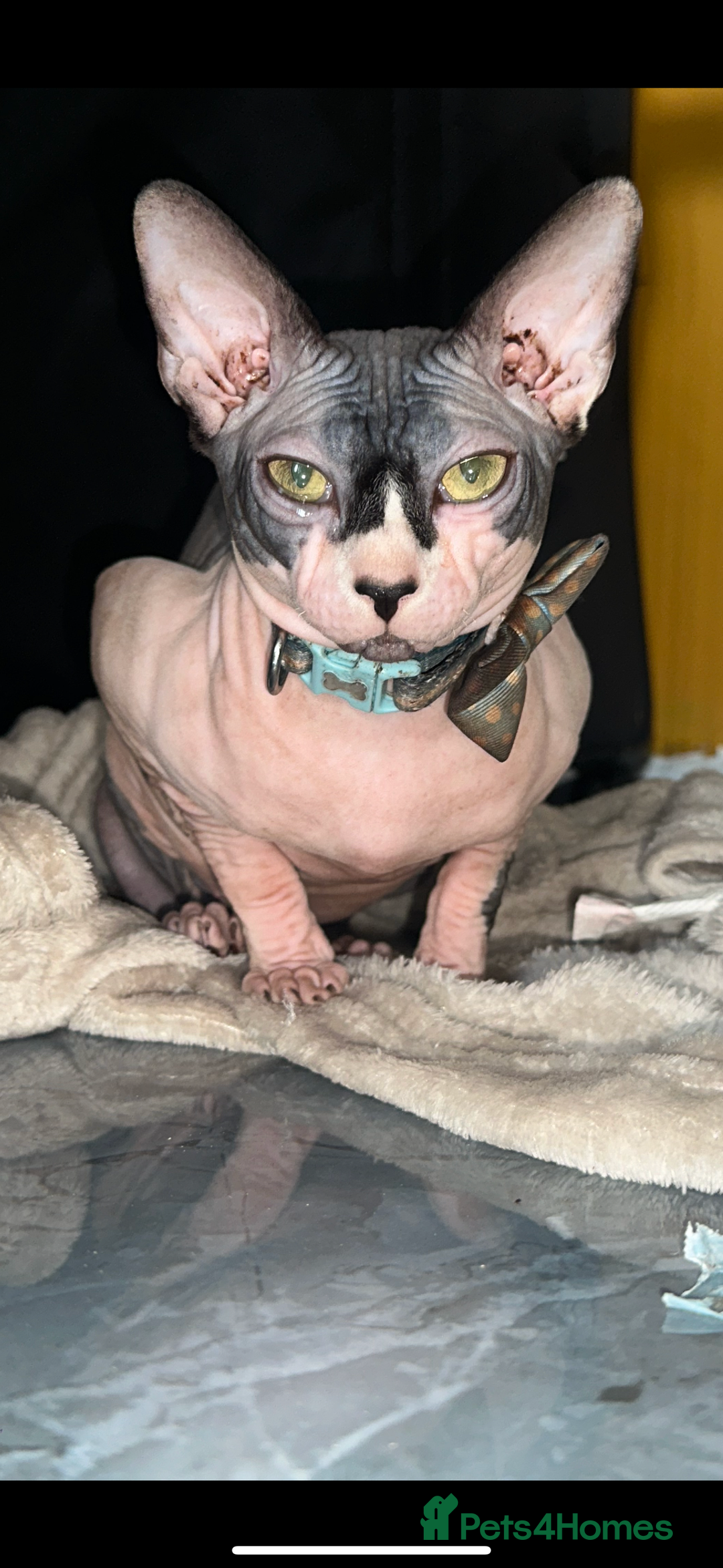 Sphynx cats for sale: Male Sphynx – Sidrick – 1½ Years Old - Advert 1