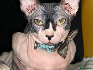 Sphynx cats Male Sphynx – Sidrick – 1½ Years Old - Advert 2