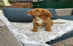 Cocker Spaniel dogs for sale: Stunning KC registered Working Cocker Spaniels  - Image 14