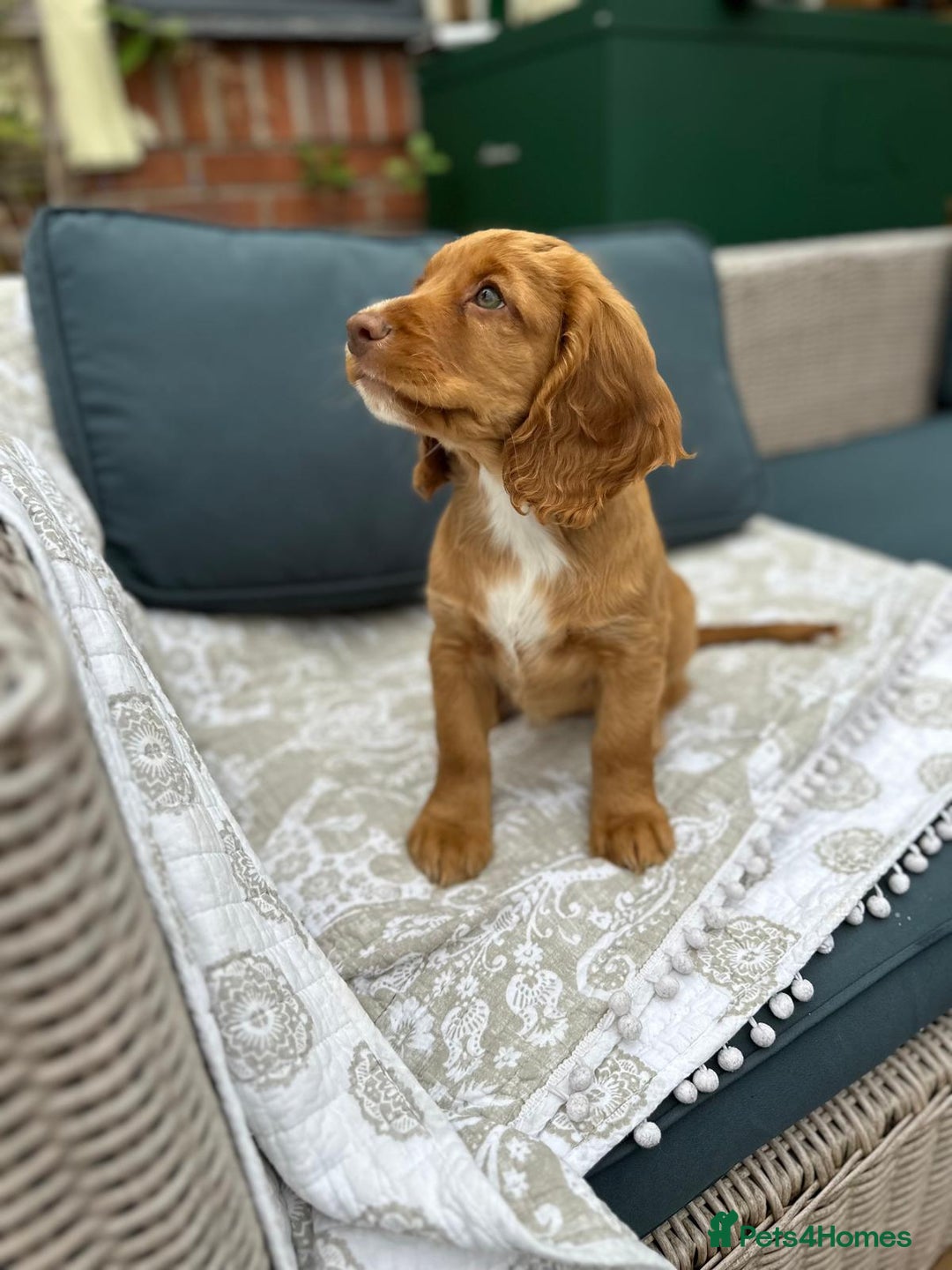 Cocker Spaniel dogs for sale: Stunning KC registered Working Cocker Spaniels  - Image 14