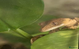 Gecko reptiles for sale: Crested gecko - Image 5
