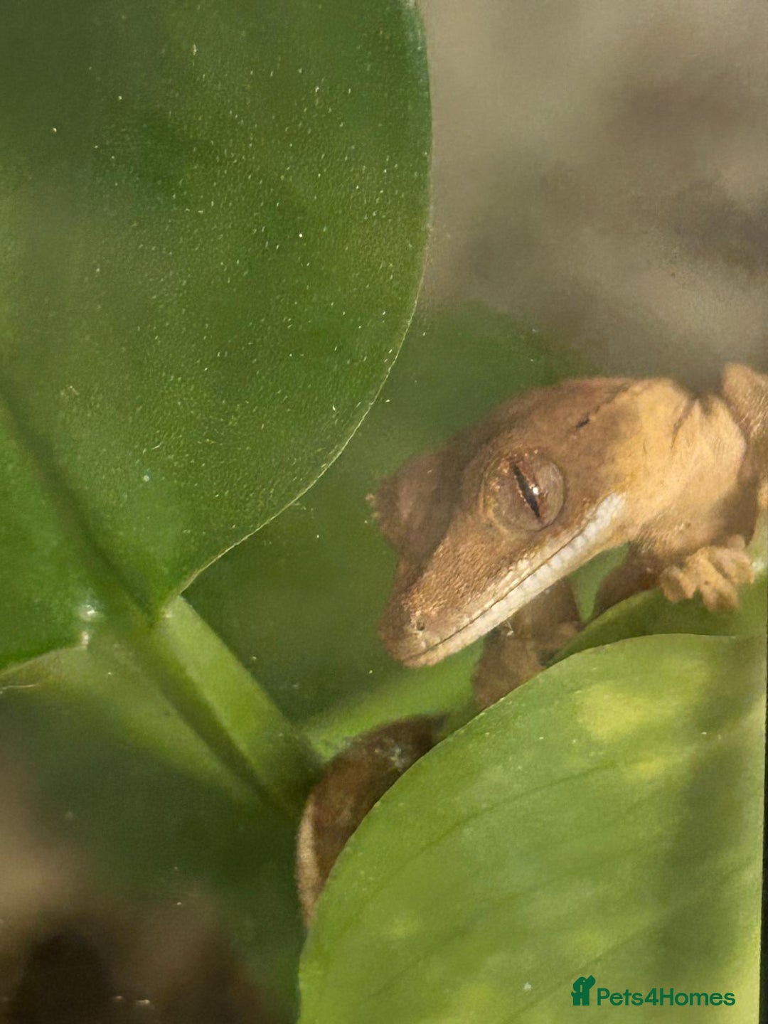 Gecko reptiles for sale: Crested gecko - Image 5