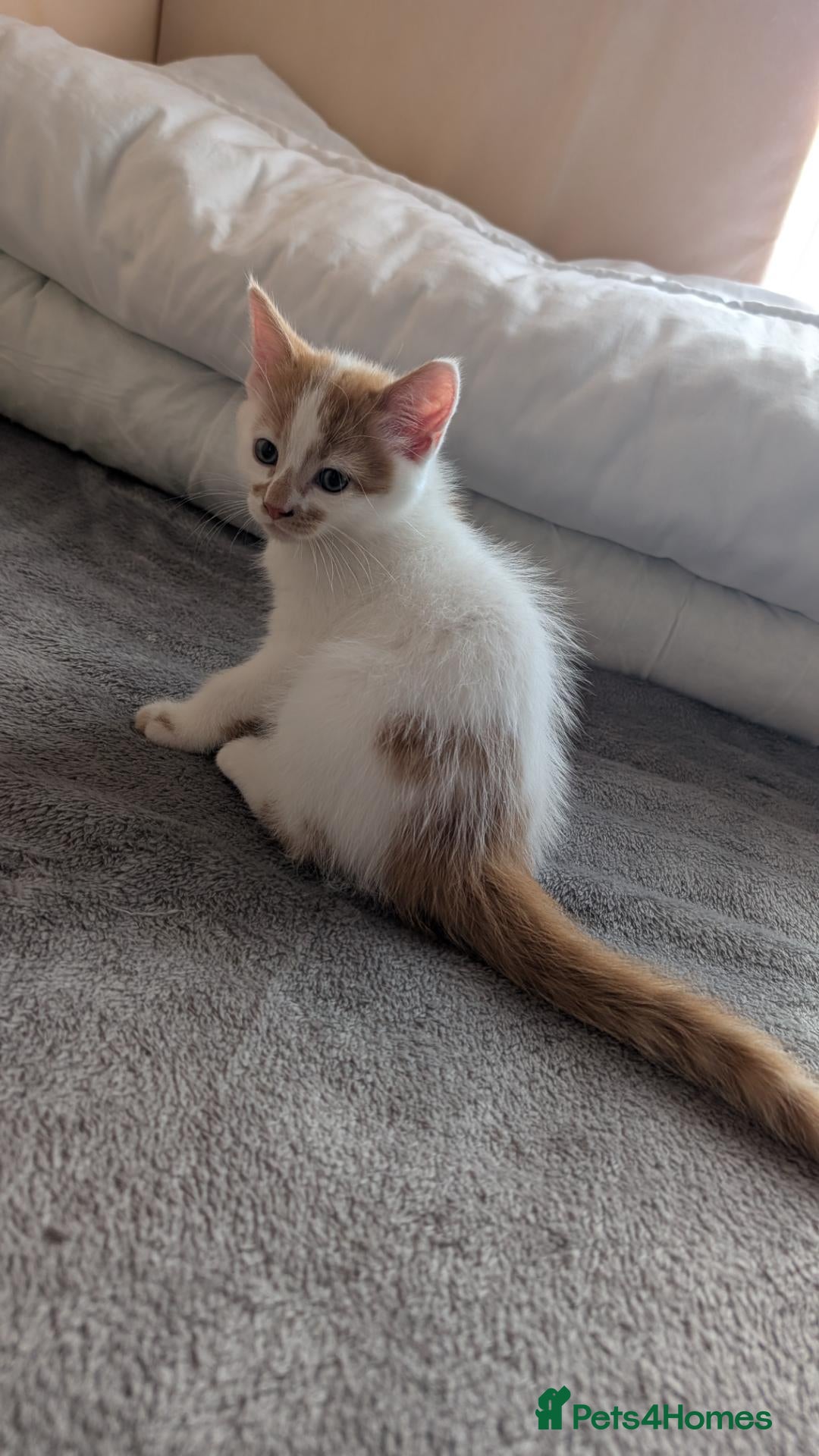 Mixed Breed cats  Beautiful Kittens Looking for friendly home  - Advert 5