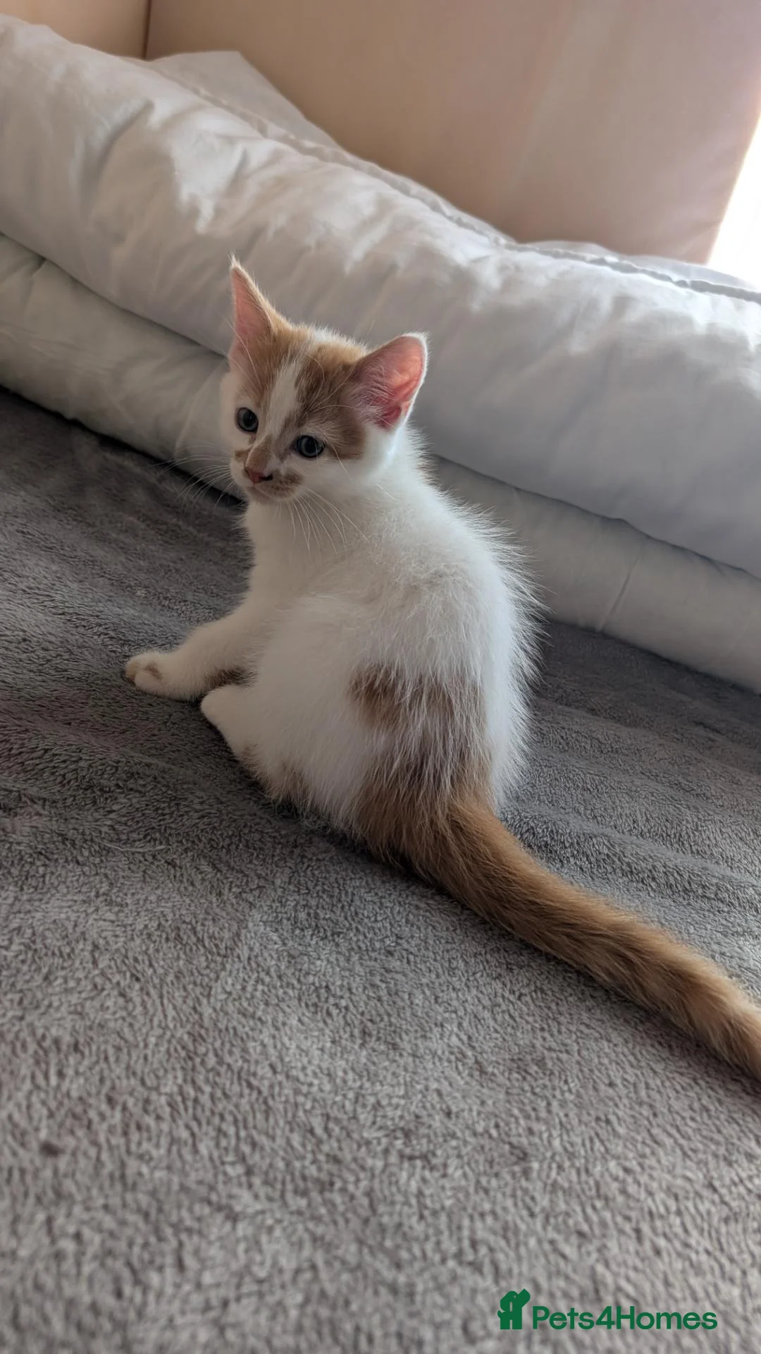 Mixed Breed cats for sale:  Beautiful Kittens Looking for friendly home  in Wigston - Advert 1