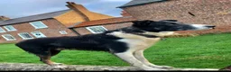 Border Collie dogs for sale: 🐾Working Border Collie Puppies–5 Boys & 1 Girl🐾 - Advert 12