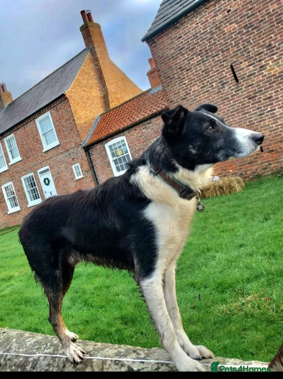 Border Collie dogs for sale: 🐾Working Border Collie Puppies–5 Boys & 1 Girl🐾 - Advert 12