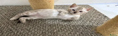 Bengal 3