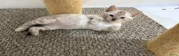 Bengal cats for sale: Out standing TICA reg Bengal Kittens  - Advert 7