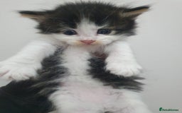 Mixed Breed cats for sale: Maincoon/ragdoll&Siberian kittens [price varies] - Image 3