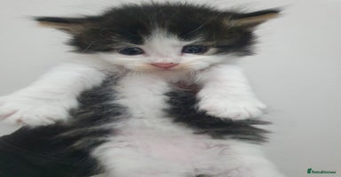 Mixed Breed cats - Advert 1