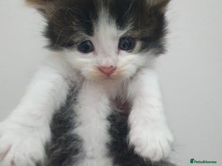 Mixed Breed cats - Advert 17