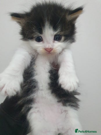 Mixed Breed cats - Advert 2