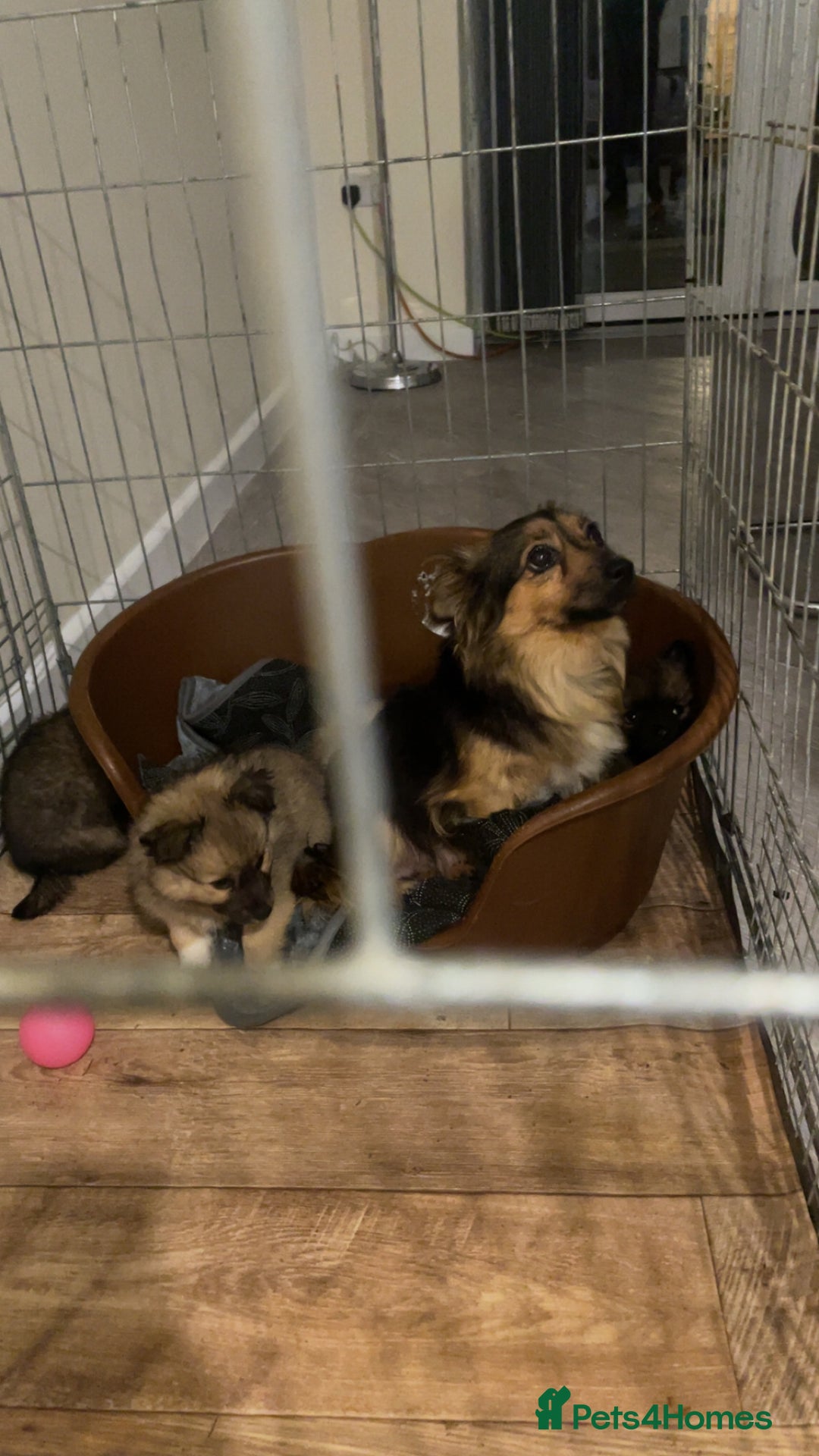 German Spitz dogs for sale: Ready to leave now German spritz puppies  - Image 2