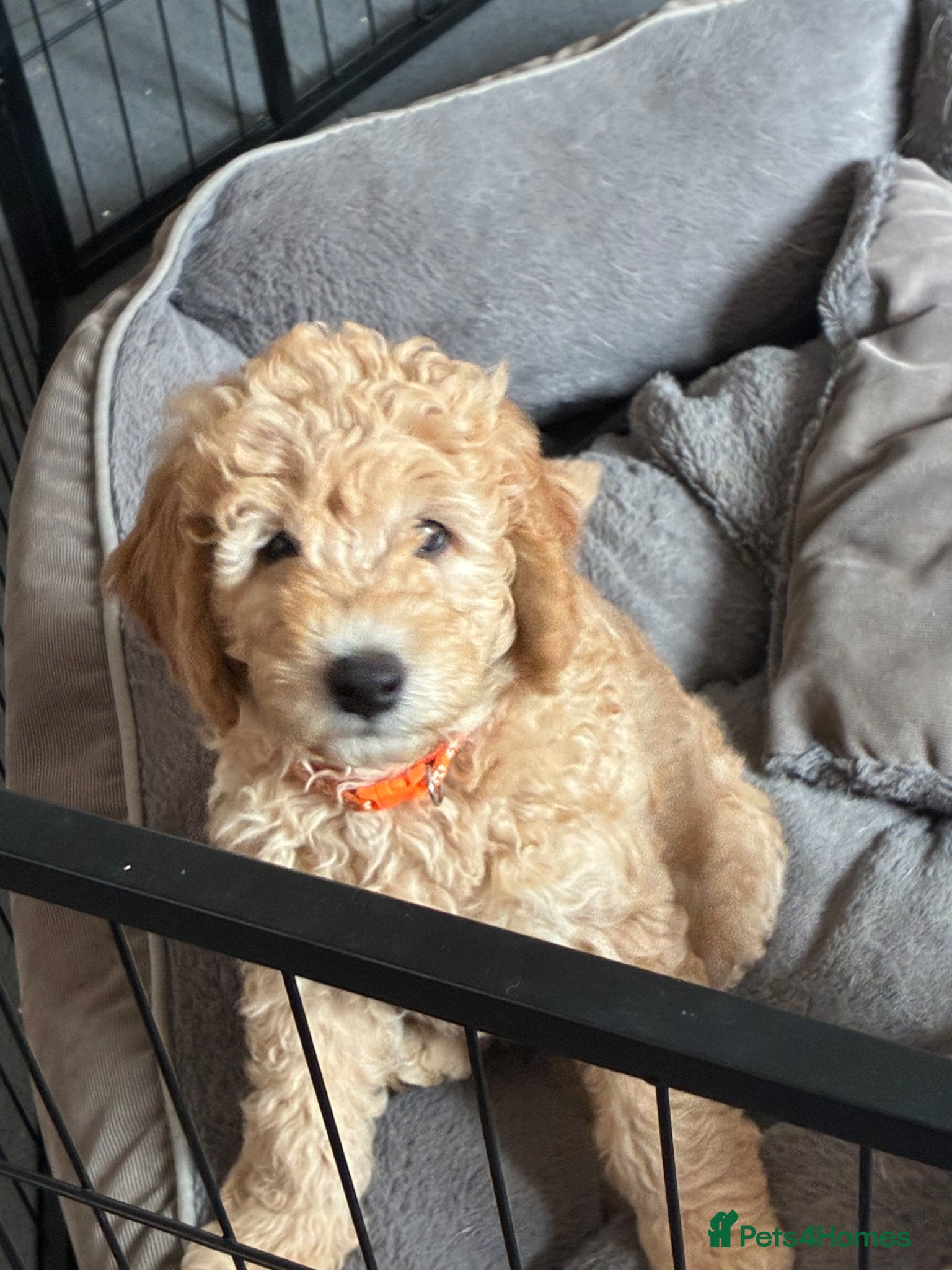 Mini Goldendoodle dogs Golden doodle F2 1 male left - Advert 2