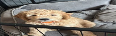 Mini Goldendoodle Puppy 1
