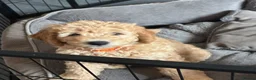Mini Goldendoodle dogs for sale: Golden doodle F2 1 male left - Advert 2