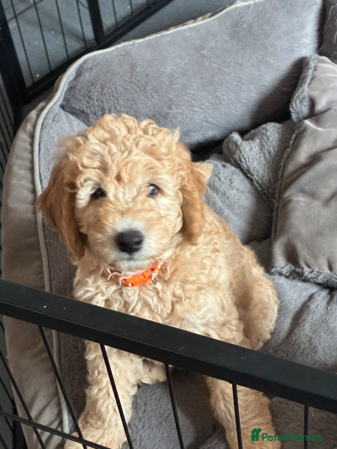 Mini Goldendoodle dogs for sale: Golden doodle F2 1 male left - Advert 2