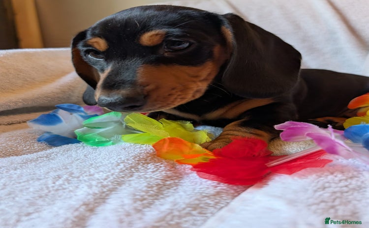 Miniature Dachshund dogs - Advert 3