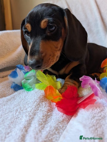 Miniature Dachshund dogs - Advert 3