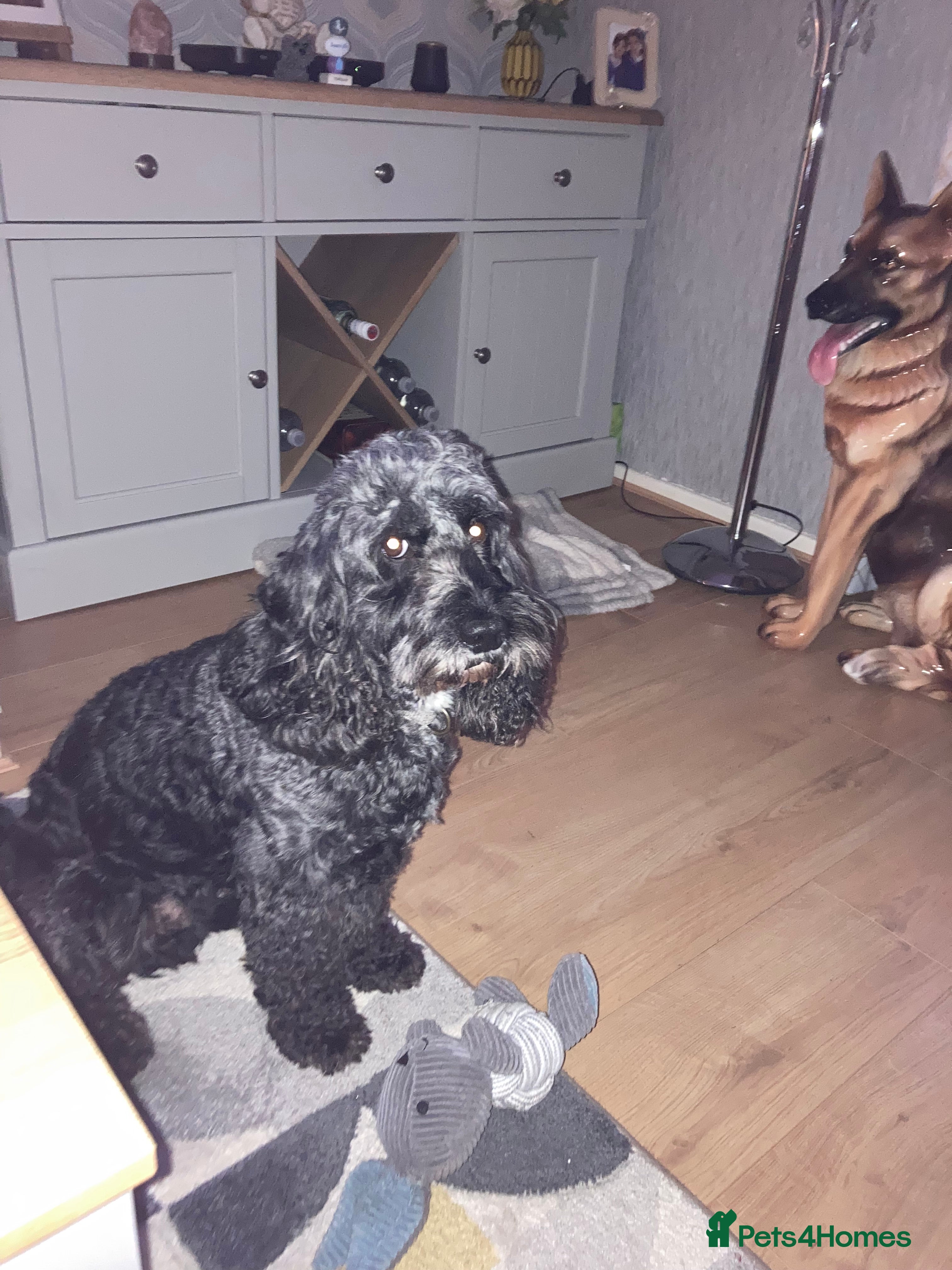 Cockapoo dogs 4 year old male cockapoo - Advert 2