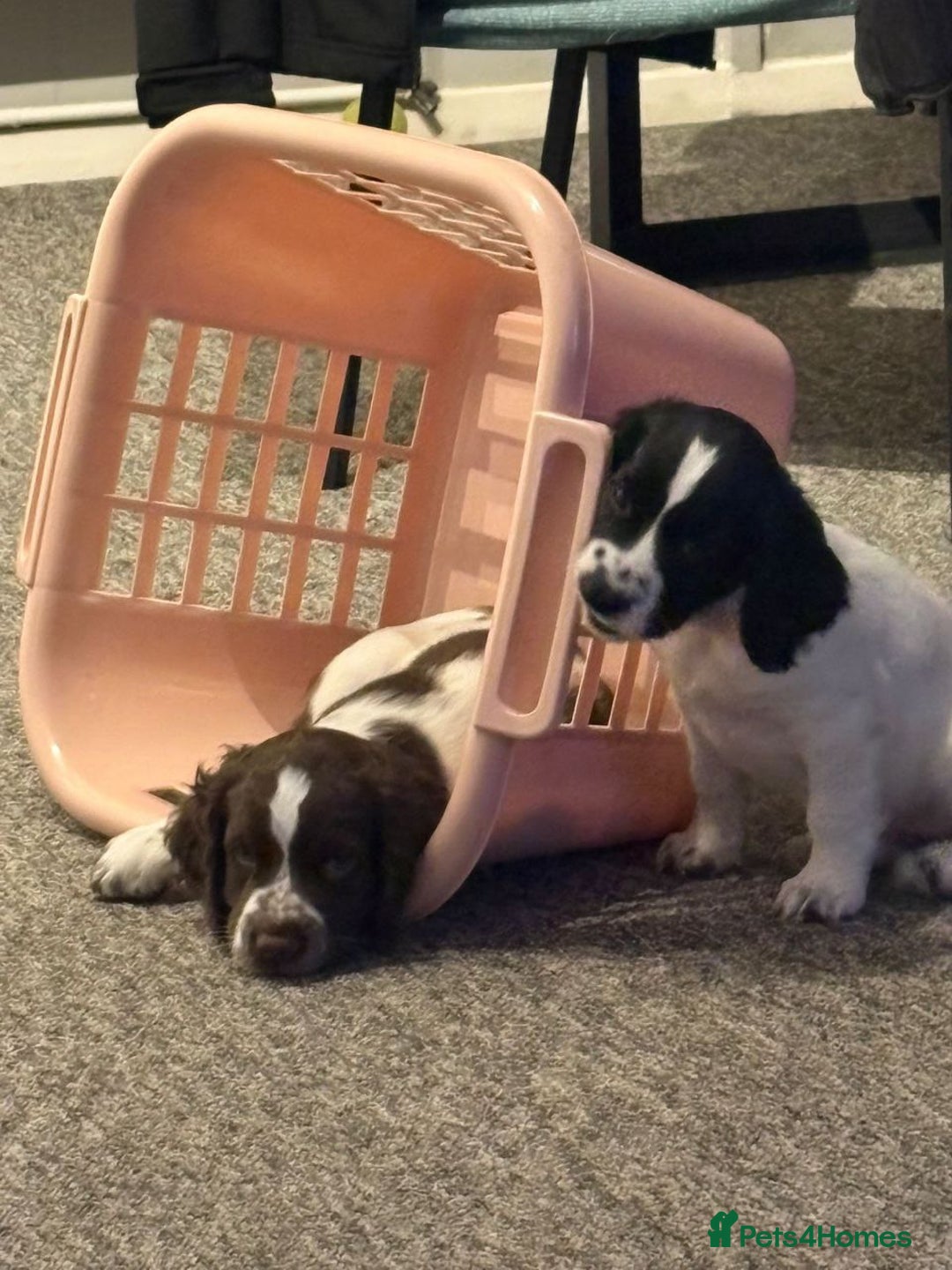 Sprocker dogs for sale: Lovely Sprocker Puppies - Advert 4