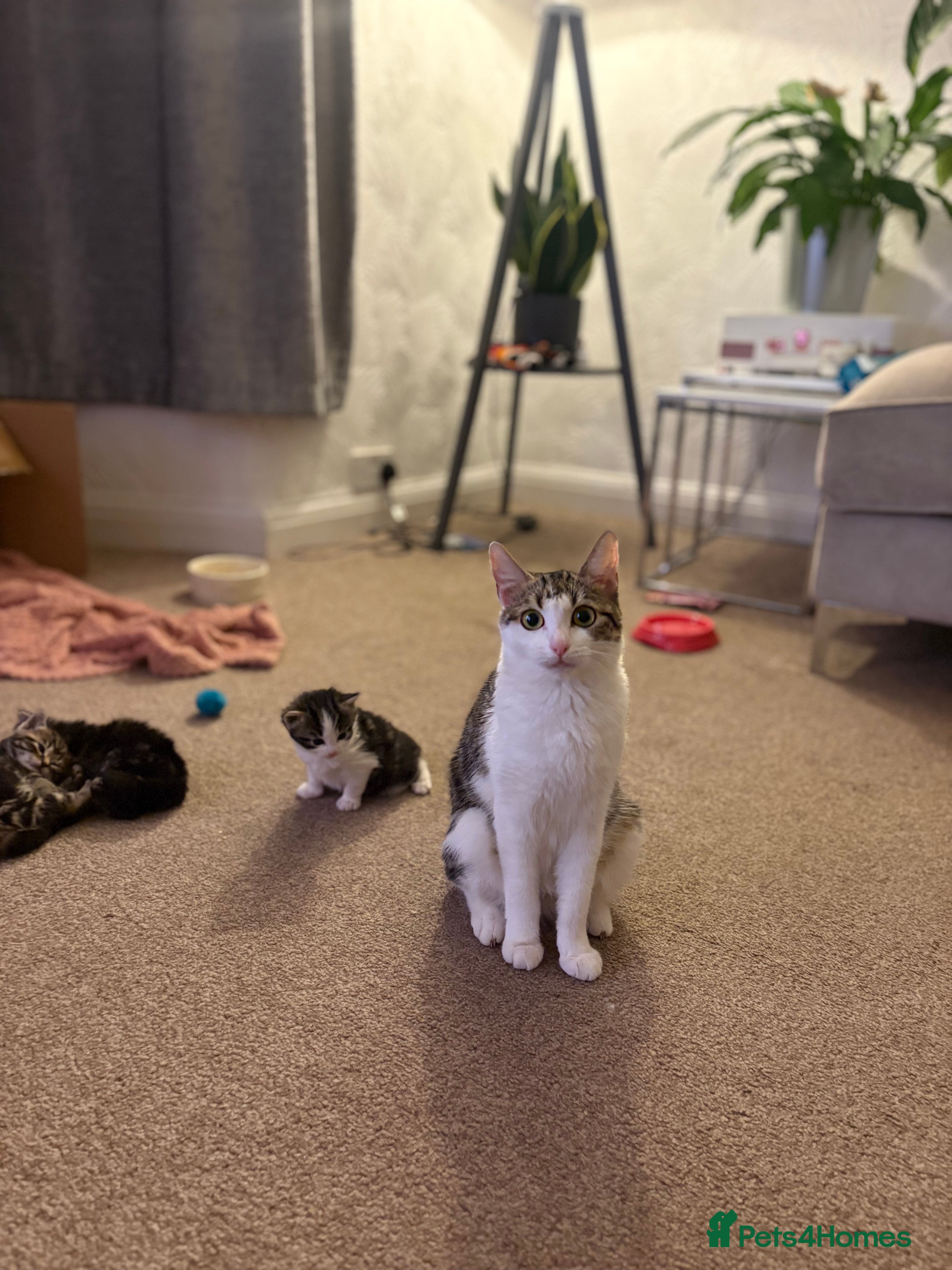 Siberian cats for sale: 2 half Siberian Kittens  - Advert 15