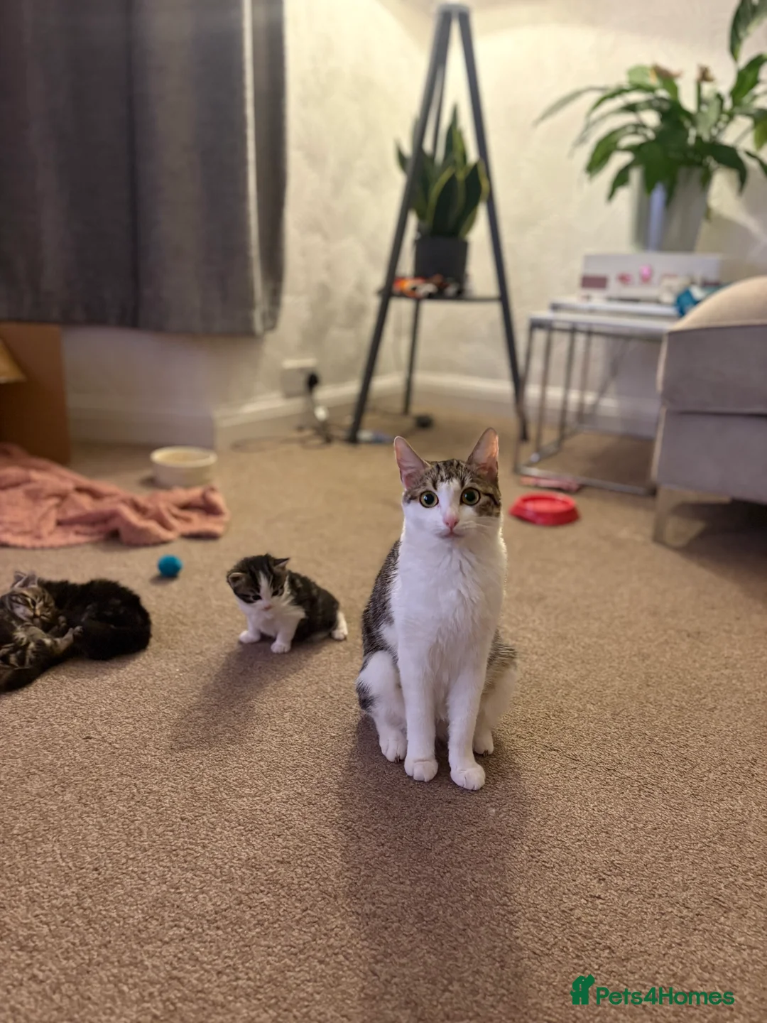Siberian cats for sale: 2 half Siberian Kittens  in Manchester - Advert 1