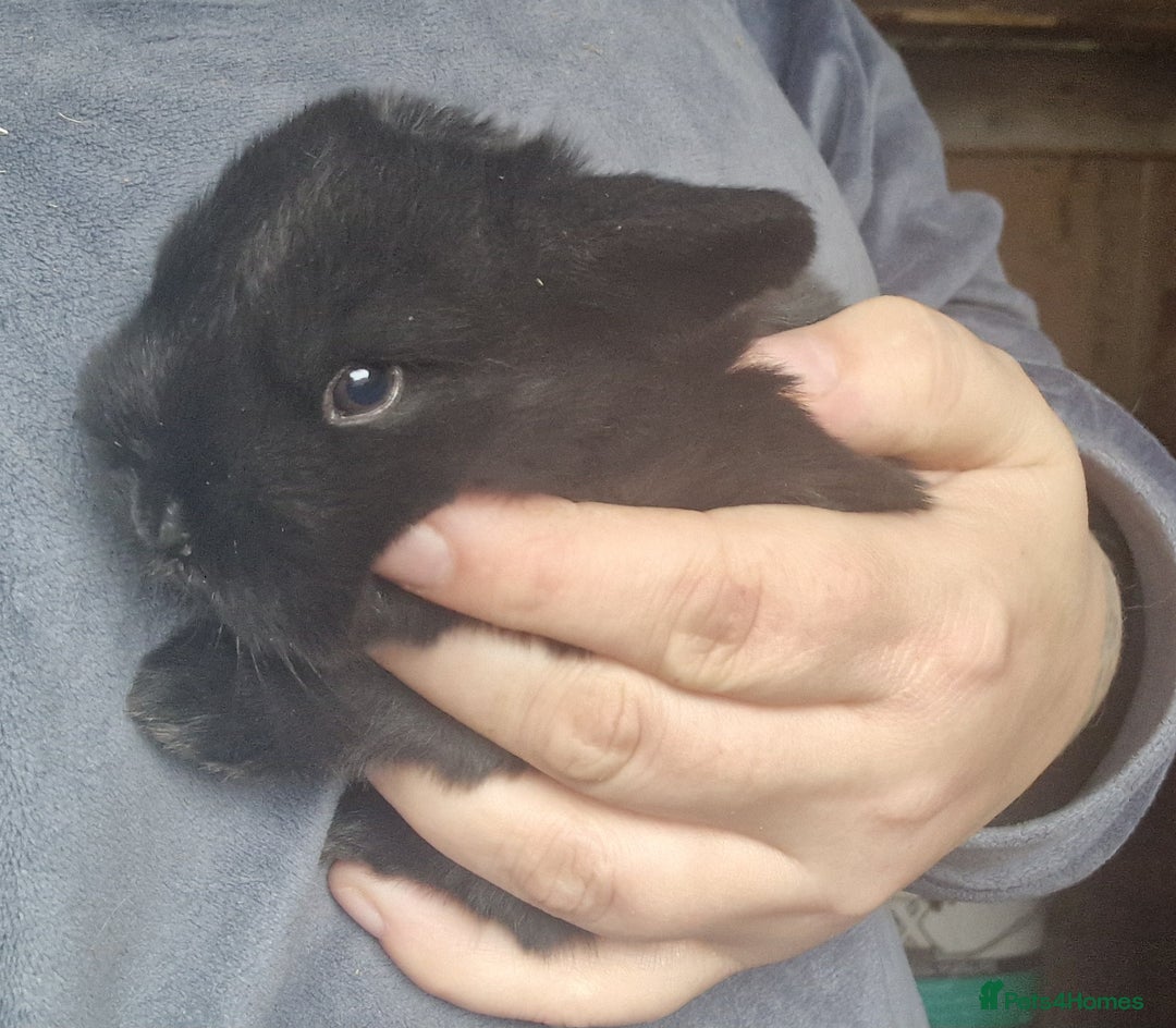 Mini Lop rabbits for sale: Mini lops  - Advert 4