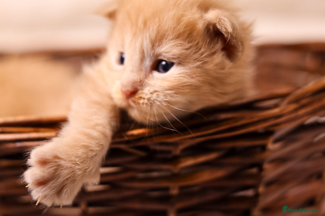 Maine Coon cats for sale: Rare Red Female Maine Coon – TICA Registered - Advert 12