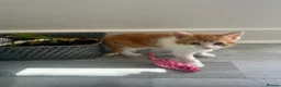 Domestic Shorthair cats for sale: 8 week kittens x 5 mixed, ginger, tortoiseshell  in Spalding - Advert 4