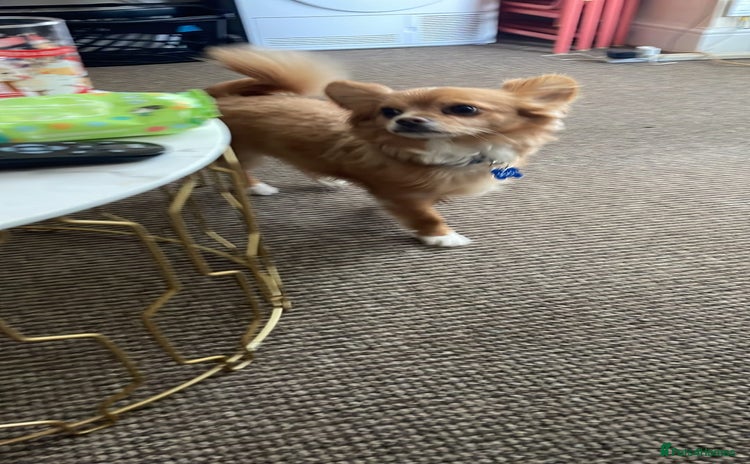 Chihuahua dogs - Advert 2