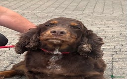 Cocker Spaniel dogs for sale: Chocolate and Tan cocker spaniel  - Image 3