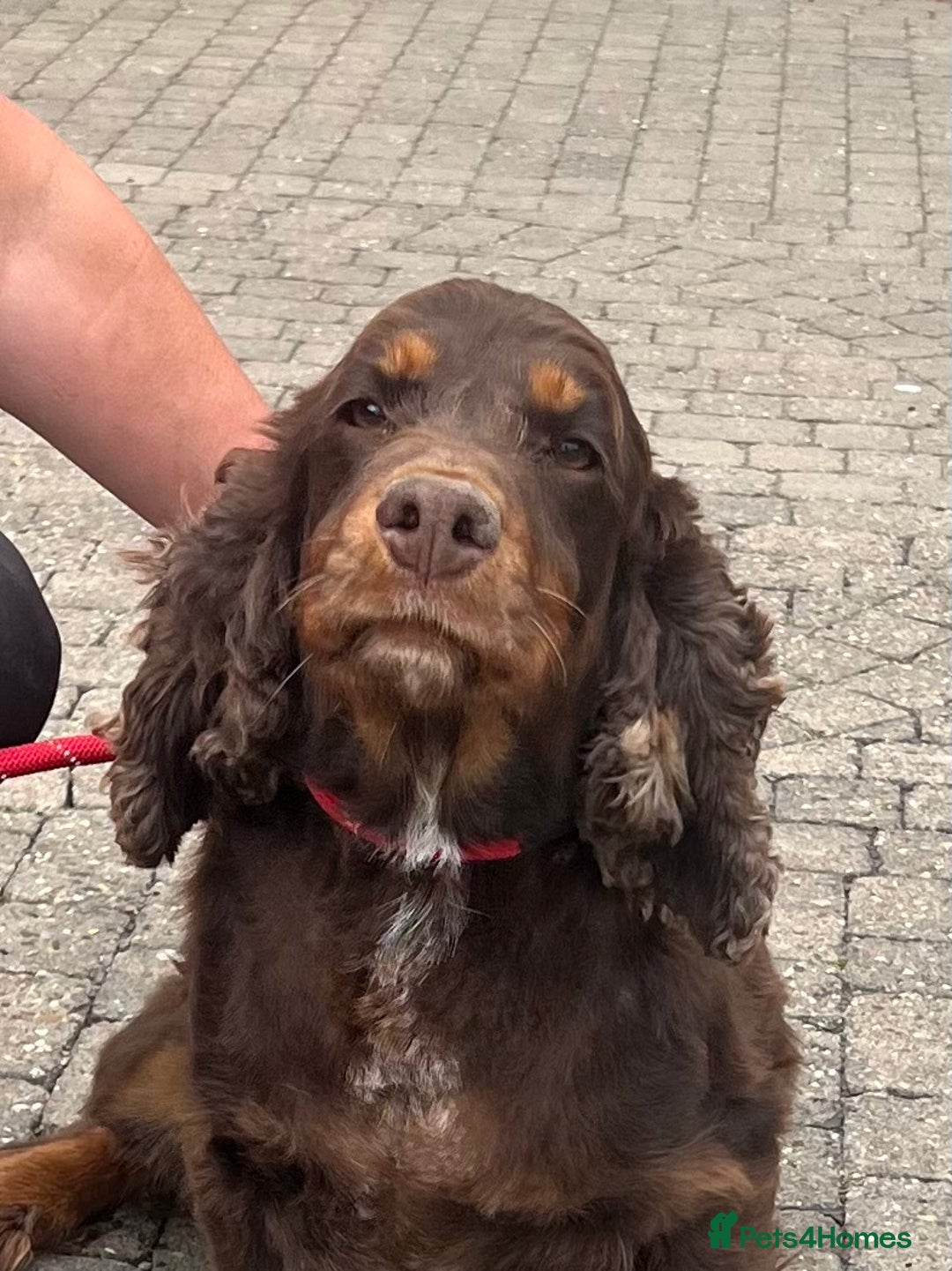Cocker Spaniel dogs for sale: Chocolate and Tan cocker spaniel  - Image 3